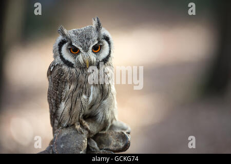 Le nord de l'Owl à face blanche (Ptilopsis leucotis), Strigidae, Afrique Banque D'Images