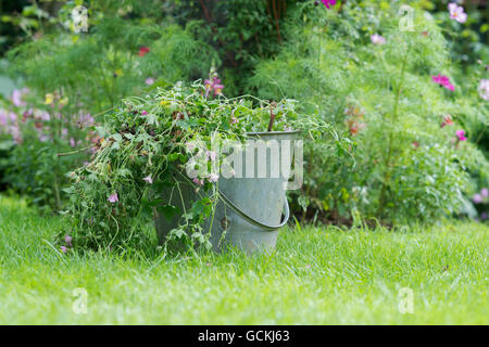 Mort de compensation du jardin des plantes de géranium dans un seau en métal. UK Banque D'Images