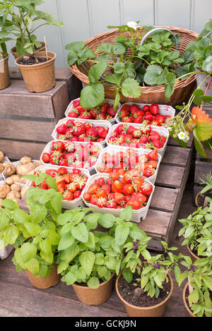 Les plantes en pots et barquettes de fraises biologiques en dehors de Daylesford Organic farm shop, Cotswolds, Gloucestershire, Angleterre Banque D'Images