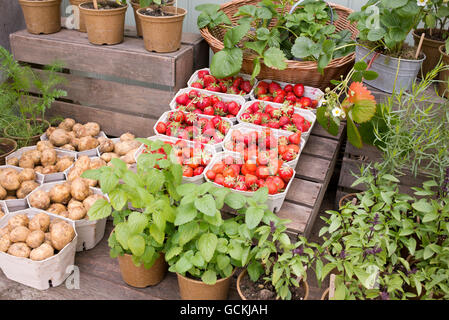 Les plantes en pots et barquettes de fraises biologiques en dehors de Daylesford Organic farm shop, Cotswolds, Gloucestershire, Angleterre Banque D'Images