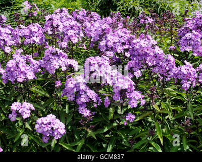 Phlox Paniculata 'Blue Paradise' dans une bordure herbacée Banque D'Images