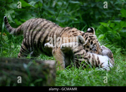 Tigres de Sibérie Banque D'Images