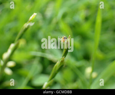 Close-up of a European garden spiderling (Araneus diadematus) en haut d'un ray-grass vivace (Lolium perenne) fleur Banque D'Images