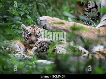 Ingrid, un tigre de Sibérie joue avec l'un de ses deux, encore sans nom des petits de six semaines dans leur enceinte au parc animalier de Port Lympne dans le Kent après qu'ils ont quitté leur hangar d'accouchement plus tôt cette semaine. Banque D'Images