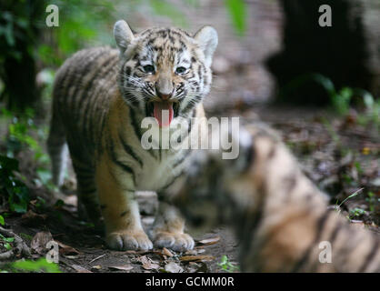 Tigres de Sibérie Banque D'Images