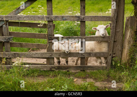 Deux agneaux à travers une barrière en bois sur une ferme sur la Colline Culbone dans Exmoor National Park Banque D'Images