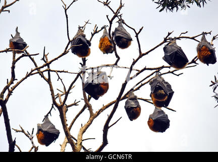 Colonie de gris couchage dirigé les roussettes (chauves-souris frugivores, Pteropus) suspendu à un arbre à Sydney, Australie Banque D'Images