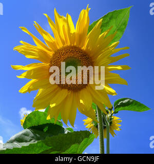 Tournesol Banque D'Images