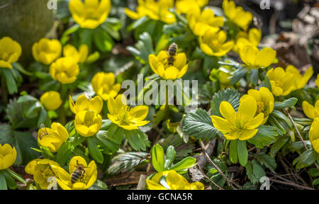 Aconit d'hiver (Eranthis hyemalis) Banque D'Images
