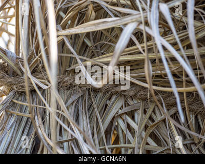 Reed dans un jardin en automne Banque D'Images