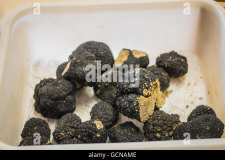 Plusieurs truffes noires dans un récipient en plastique Banque D'Images