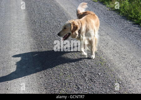 Golden retriever jouant dans les champs et sur la route. Banque D'Images