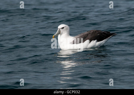 Piscine Mollymawk timide sur l'océan Pacifique près de la côte de Kaikoura en Nouvelle Zélande. Banque D'Images