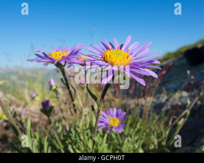 Aster alpinus, aster des Alpes Banque D'Images