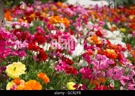 Persian Ranunculus asiaticus aviv series Banque D'Images