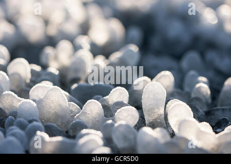 Peu de glaçons ronde formé autour de feuilles d'herbe sur le terrain Banque D'Images