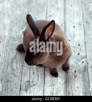 Lapin brun sur une table en bois blanc. L'analyse de la beauté. Castor Rex. Banque D'Images
