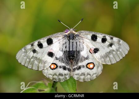 Apollon (Parnassius apollo), Zernez, Basse Engadine, Grisons, Suisse Banque D'Images