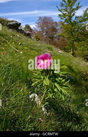 La pivoine (Paeonia officinalis commune), Monte Baldo, Le Lac de Garde, province de Vérone, Vénétie, Italie Banque D'Images