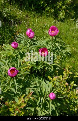 La pivoine (Paeonia officinalis commune), Monte Baldo, Le Lac de Garde, province de Vérone, Vénétie, Italie Banque D'Images