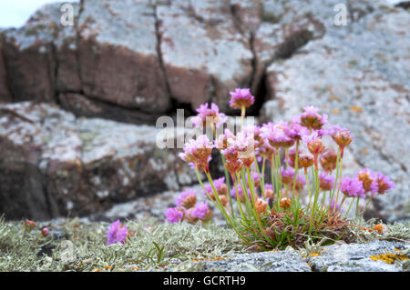 Armeria maritima, communément connu sous le nom de l'épargne, le sea thrift ou la mer rose, croissant sur les rochers dans le comté de Donegal, Irlande Banque D'Images