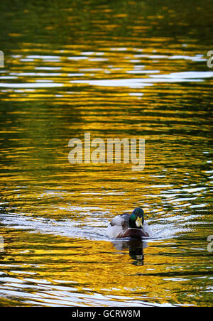 Un canard se balade à travers les reflets des arbres d'automne sur un étang à Bedgebury National Pinetum and Forest, Kent. Banque D'Images