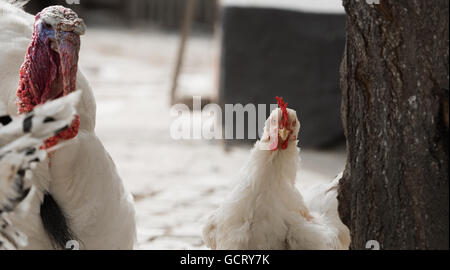 Poulet et dinde à la ferme Banque D'Images