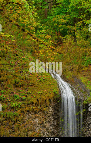 Chute d'inconnu, Silver Falls State Park Banque D'Images