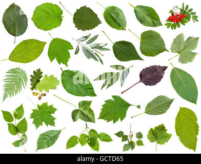 Ensemble d'varuious feuilles vert isolé sur blanc - apple, fougère, Rowan, chêne, acorn, chèvrefeuille, Acer, érable, frêne, vigne, raisin, par Banque D'Images