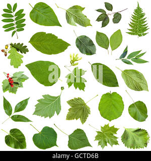 Ensemble d'varuious feuilles vert isolé sur blanc - fragaria, Malus, Morus, blackberry, mûre, groseille, Viburnum, Kalina, bla Banque D'Images