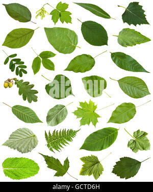 Ensemble d'varuious feuilles vert isolé sur blanc - hawberry, Maple, Acer, sambucus, sureau, bouleau, fougère, Fraxinus, frêne, chêne, un Banque D'Images