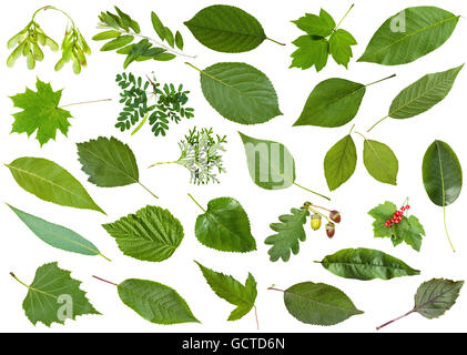 Ensemble d'varuious feuilles vert isolé sur blanc - Mulberry, groseille, cassis, Ribes, pêche, thuja, poire, basilic, cerise, cratae Banque D'Images