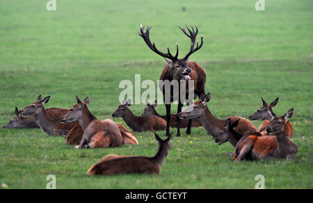 Un cerf avertit les challengers de son troupeau de hinds au début de la saison de rutting à Richmond Park, Surrey. Banque D'Images