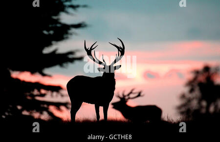 Un cerf dans le parc Wollaton, Nottingham, pendant la saison de rutting annuelle d'automne. Banque D'Images