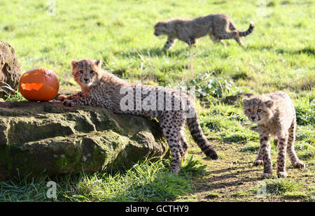 Les petits guépards âgés de 20 mois apprécient une surprise de citrouille dans leur enceinte au zoo de Whipsnade, dans le Bedfordshire, tandis que les gardiens servent leur premier dîner « petit » dans des citrouilles sculptées. Banque D'Images