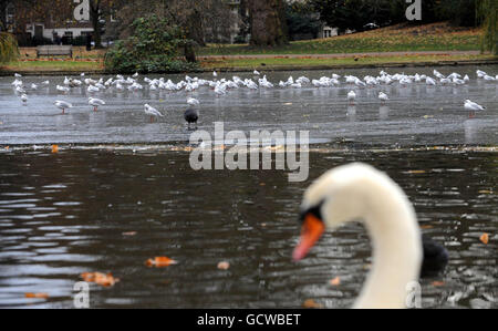 Les oiseaux se trouvent sur la surface gelée du lac dans le Green Park de Londres, près de Buckingham Palace, tandis que le temps froid continue à travers le pays. Banque D'Images