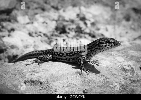 Image en noir et blanc de lézard Podarcis pityusensis Formenterae reposant sur des pierres Banque D'Images