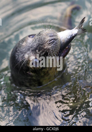 Un jeune phoque gris pup dans son enceinte à l'installation de Mallydams Wood de la RSPCA à Hastings, dans l'est du Sussex, où les petits abandonnés sont soignés avant d'être retournés à la nature. Banque D'Images