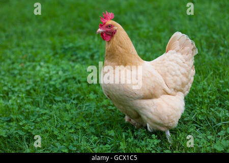 Une poule Orpington Buff se trouve dans l'herbe verte Banque D'Images