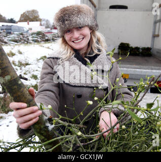 Kate Vogel d'Oswestry, rassemble le GUI à la vente aux enchères Tenbury Mistletoe et Holly pour son mariage le samedi. Banque D'Images