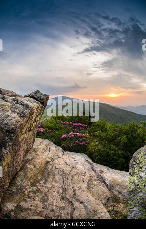 Peeking Through Rocks au coucher du soleil sur les buissons de rhododendrons Banque D'Images