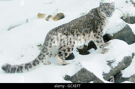 Un léopard des neiges au zoo de Dublin dans le Phoenix Park, dans le centre de Dublin aujourd'hui, alors que de fortes chutes de neige et des conditions de gel se poursuivent en République. Banque D'Images