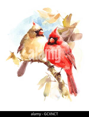 Hommes et Femmes oiseaux aquarelle Peint Main Cardinaux Love Couple illustration isolé sur fond blanc Banque D'Images