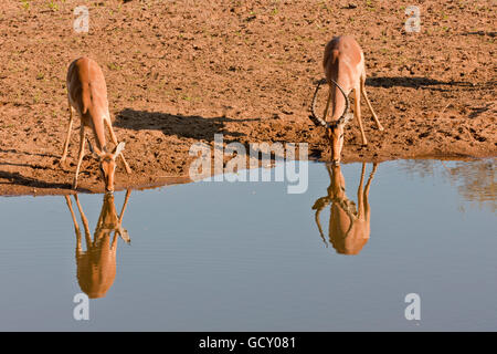 Deux l'Impala (Aepyceros melampus) boire à un étang, Kruger National Park, Afrique du Sud Banque D'Images