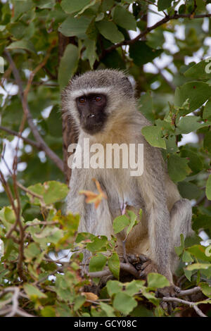 Un singe (chlorocebus pygerythrus) dans la brousse, Kruger National Park, Afrique du Sud Banque D'Images