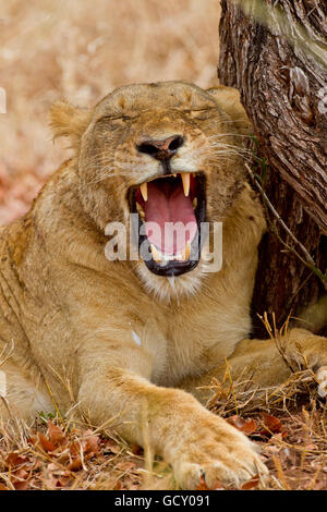 Lioness (Panthera leo), le bâillement, dans la brousse, Kruger National Park, Afrique du Sud Banque D'Images