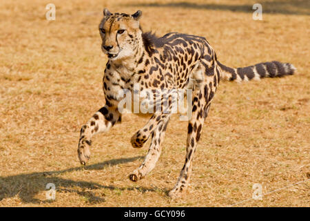 L'exécution de Guépard (Acinonyx jubatus), un rare guépard royal avec sa nette tendance fourrure en raison de mutation Banque D'Images