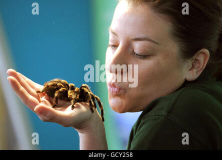 La manipule d'insectes Kate Pearce pose avec une araignée mexicaine de Tarantula au cours de la prise de stock annuelle d'animaux au ZSL London Zoo, Londres. Banque D'Images