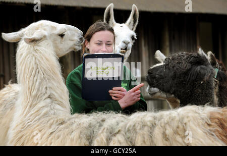 Des lamas entourent une animalière Angela Ryan lors de la prise de stock annuelle d'animaux au zoo de Londres ZSL. Banque D'Images