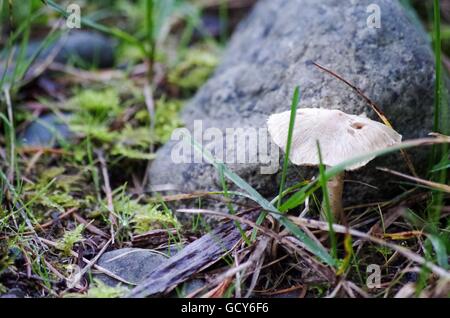 Parmi les champignons et la mousse des rochers. La vallée de Comox, Vancouver Island, British Columbia, Canada Banque D'Images